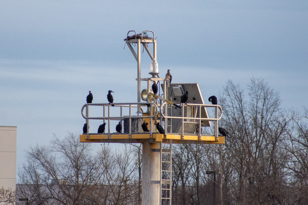 Great Cormorant - ML306240501