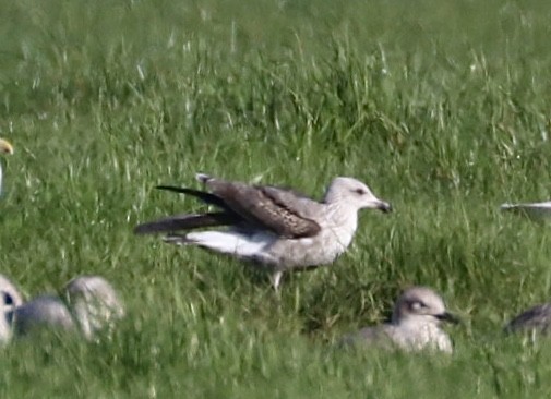 Lesser Black-backed Gull - maxine reid