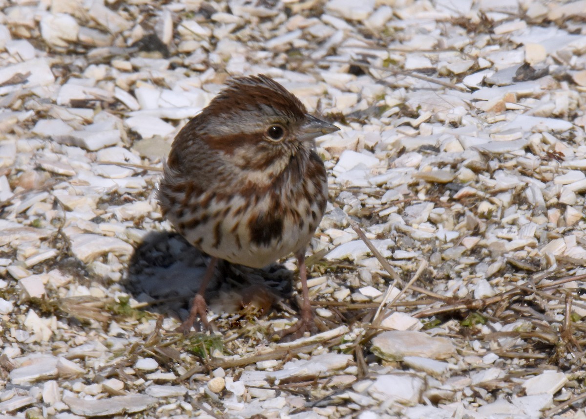 Song Sparrow - ML306245791