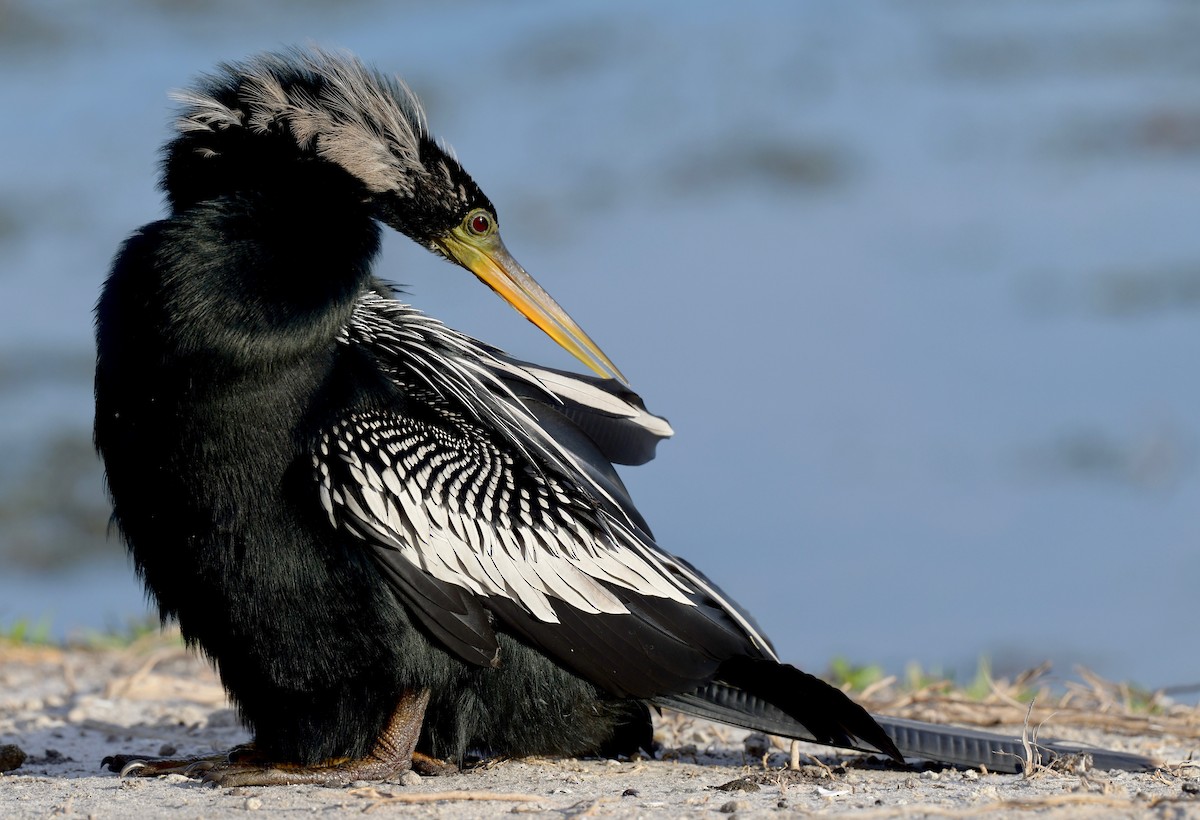 Anhinga d'Amérique - ML306246461