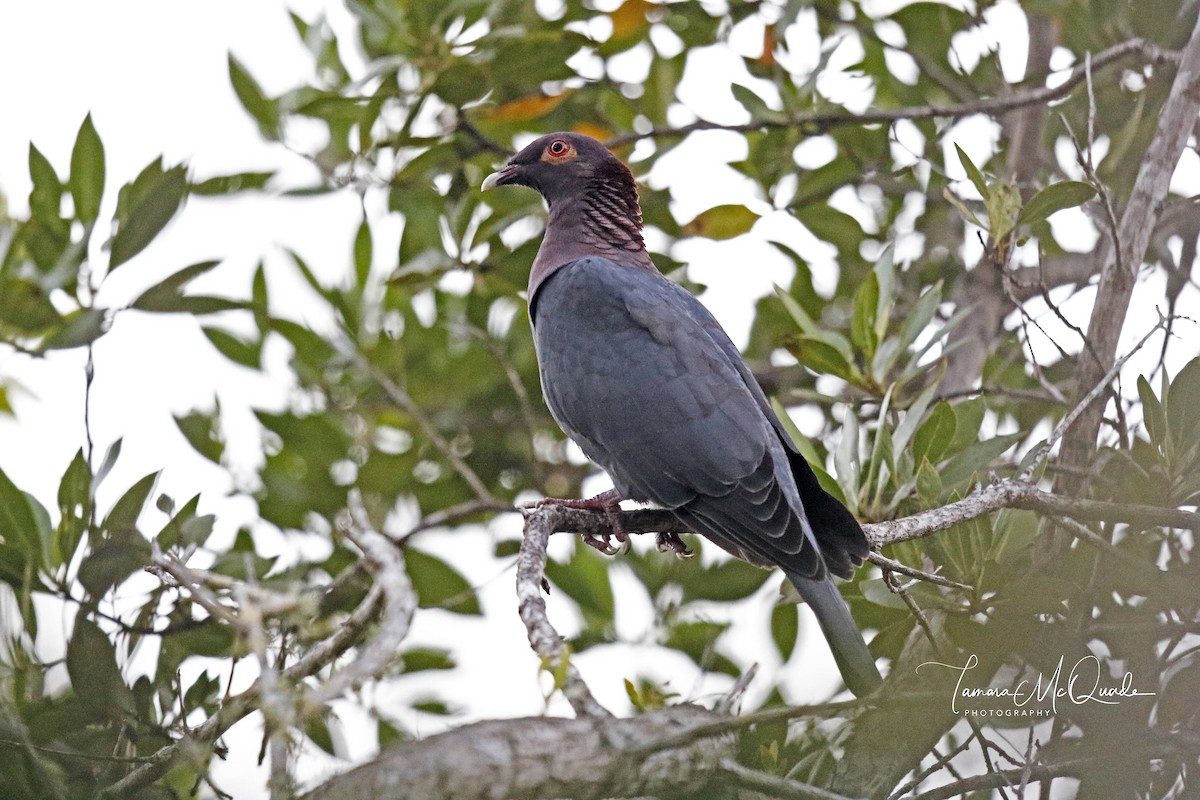 Pigeon à cou rouge - ML306247841