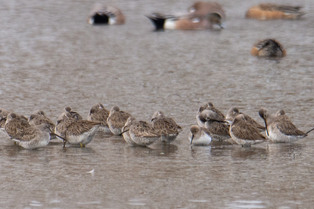 Хар элсэг - ML306247921