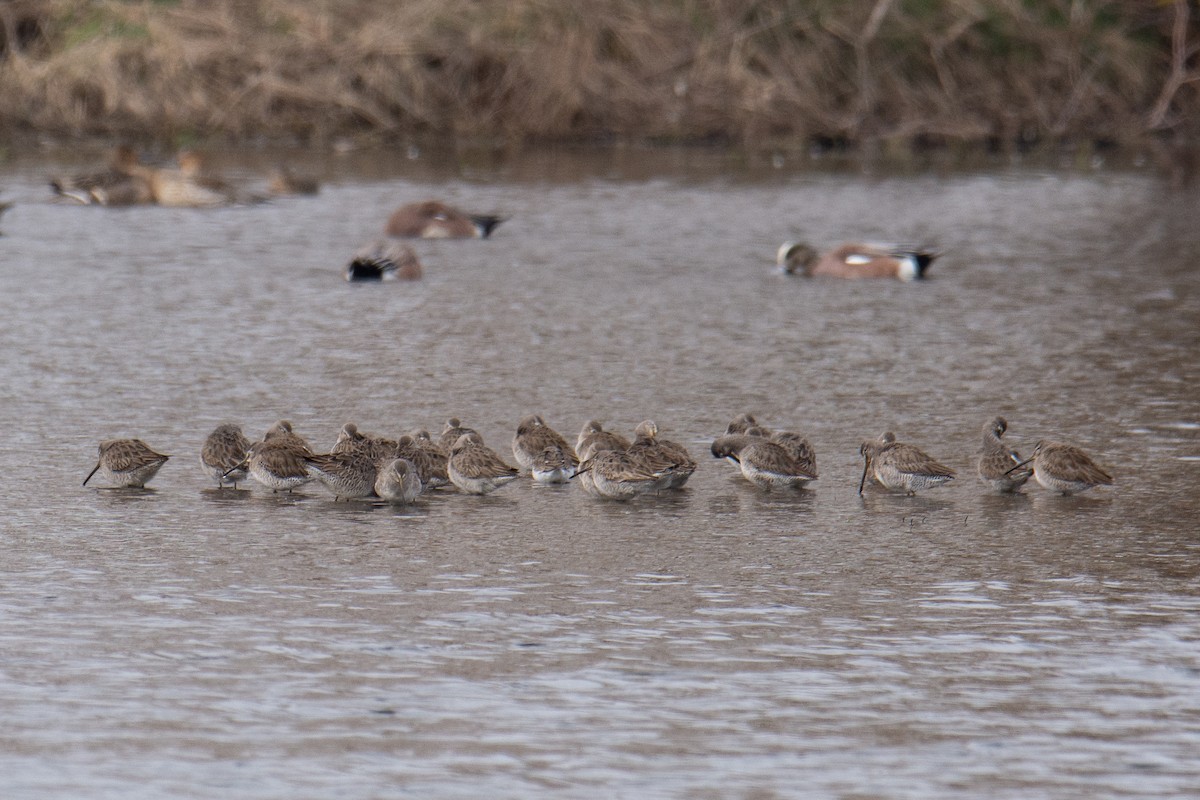 Хараалжин цууцил - ML306247951