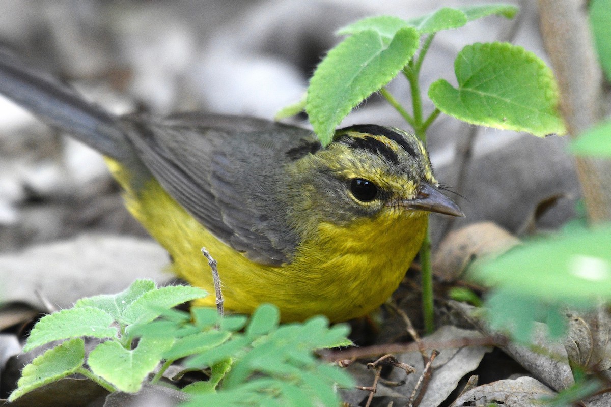 Golden-crowned Warbler - ML306248461