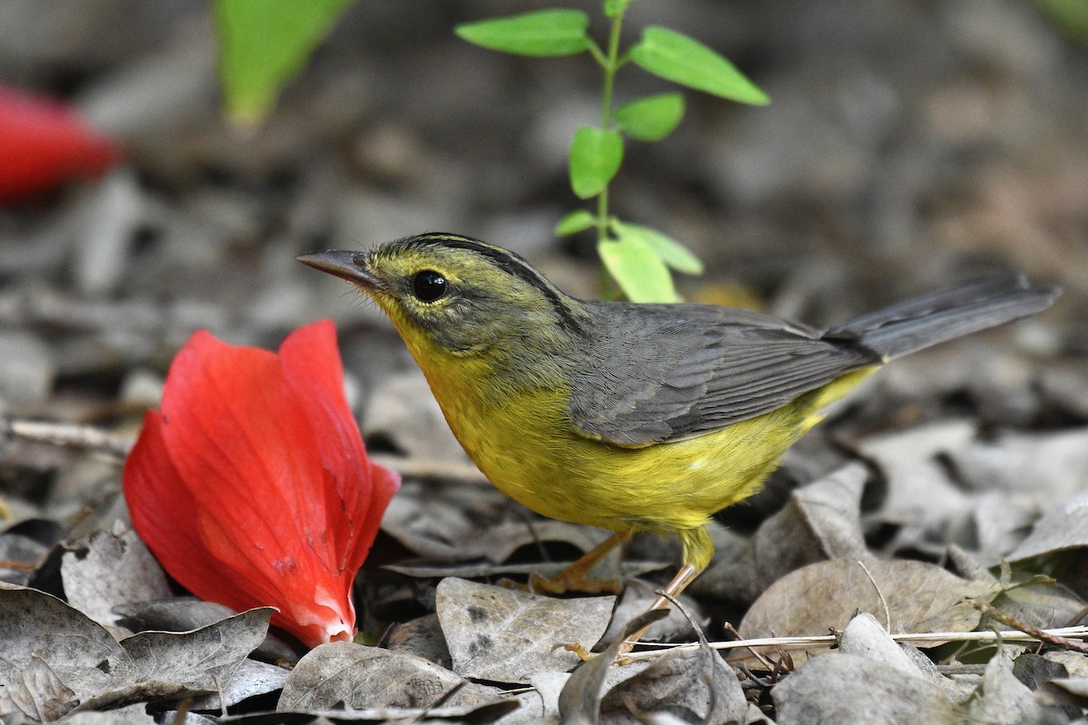 Golden-crowned Warbler - ML306248491