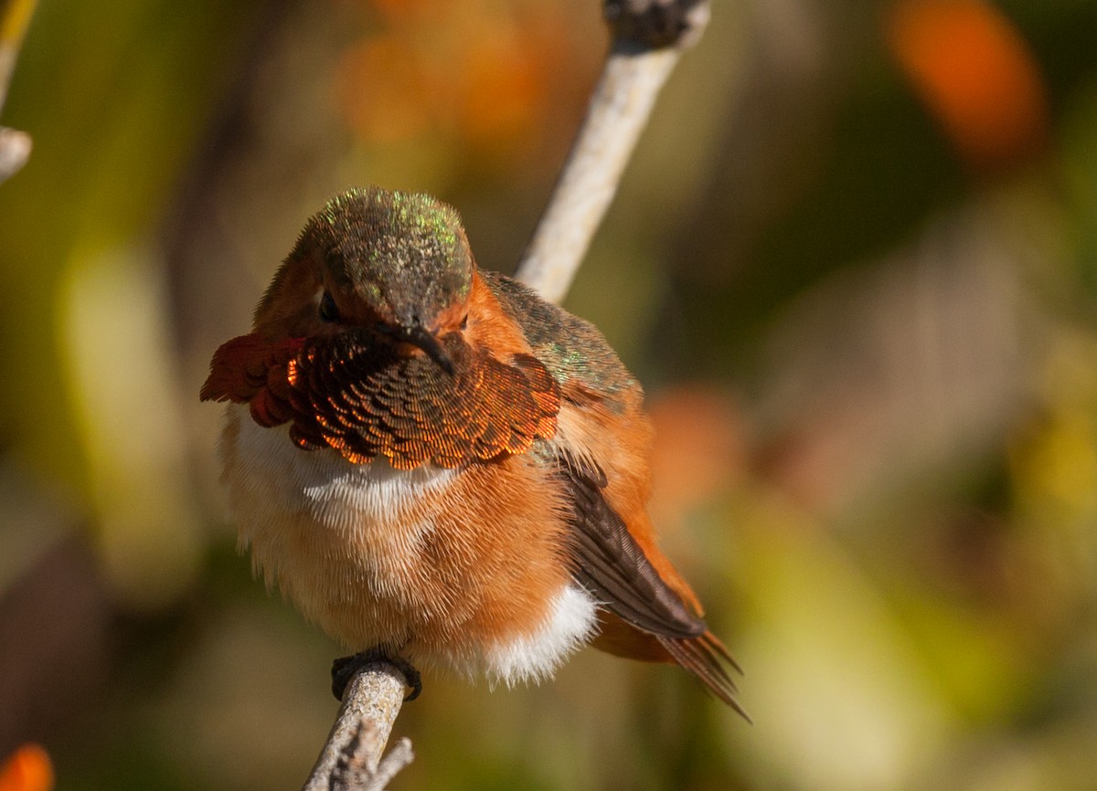 Colibrí de Allen - ML306249531