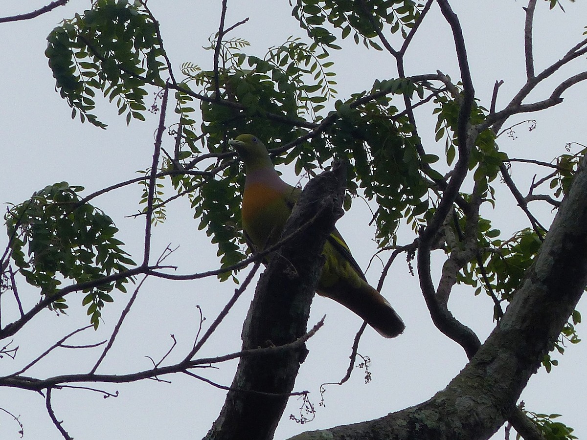 Orange-breasted Green-Pigeon - ML306250591