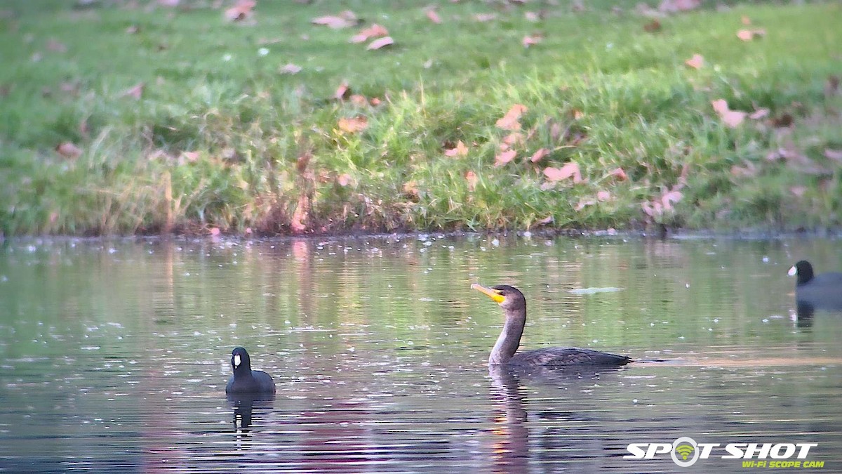 Double-crested Cormorant - ML306251941