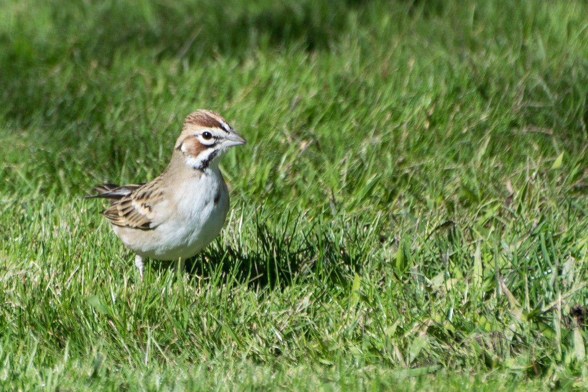 Lark Sparrow - ML306253931