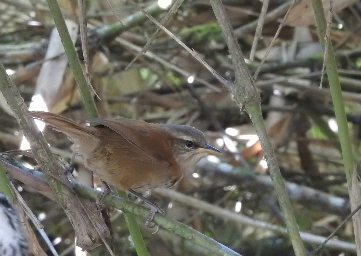 Inca Wren - ML306256161