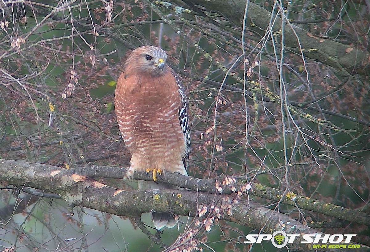 Red-shouldered Hawk - ML306256211