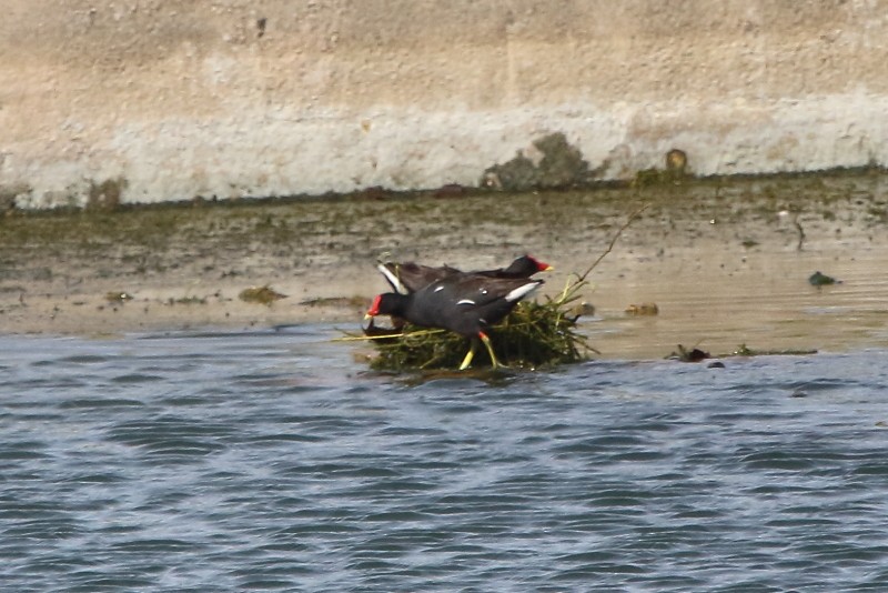 Eurasian Moorhen - ML306256391