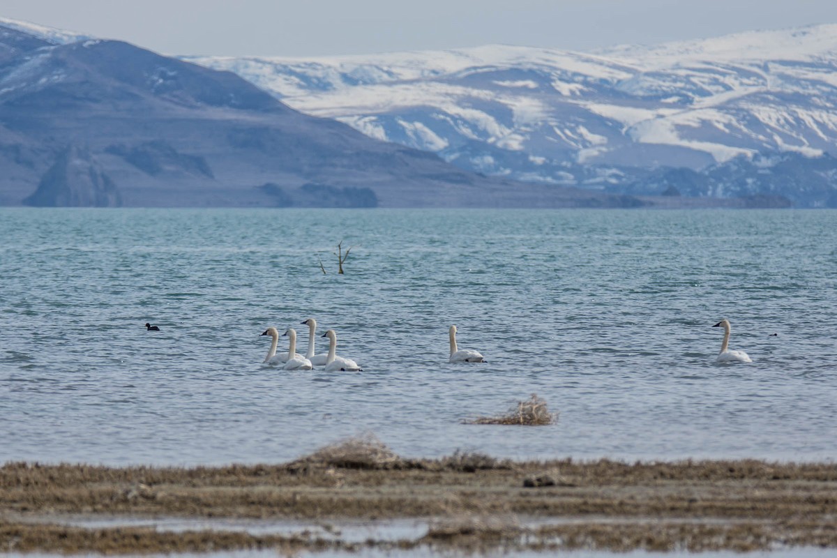 Tundra Swan - Janet Busi