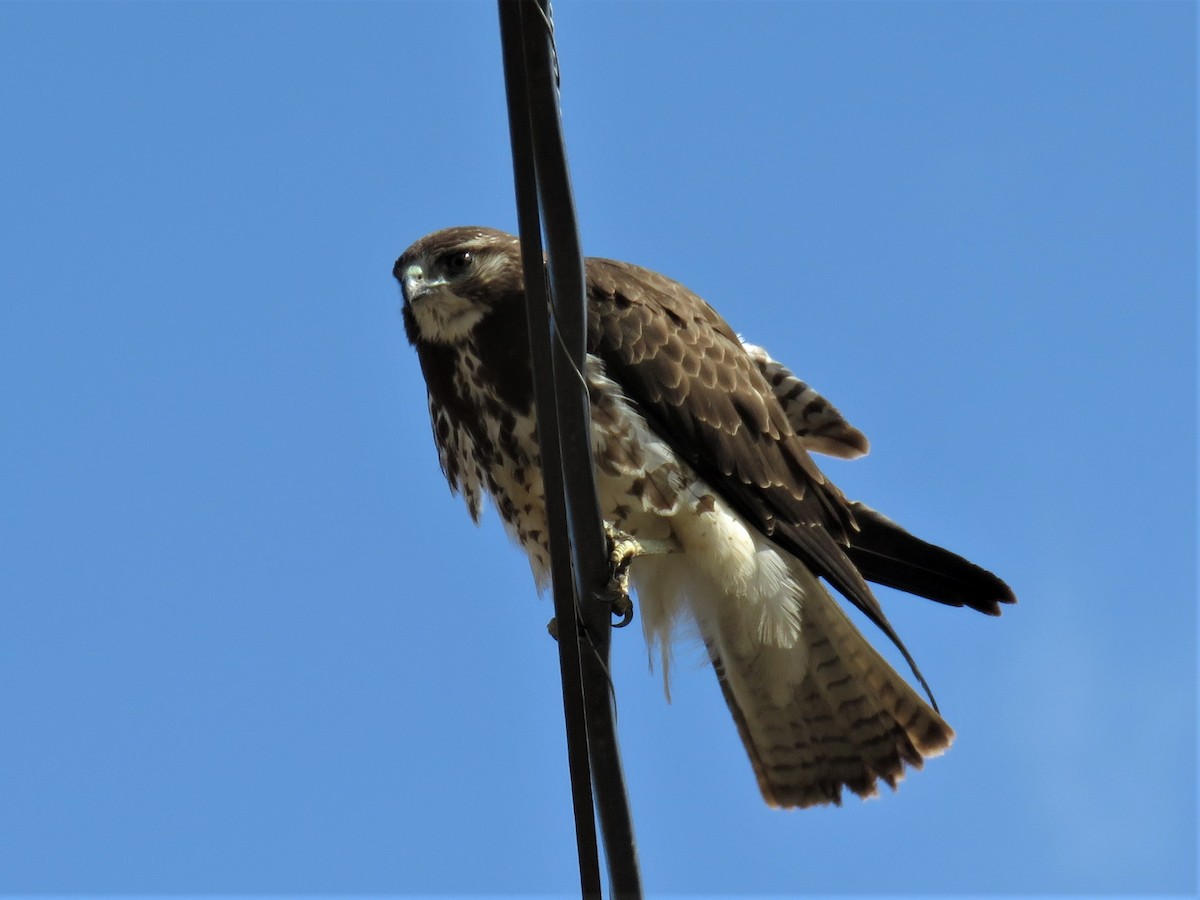 Swainson's Hawk - ML306259071