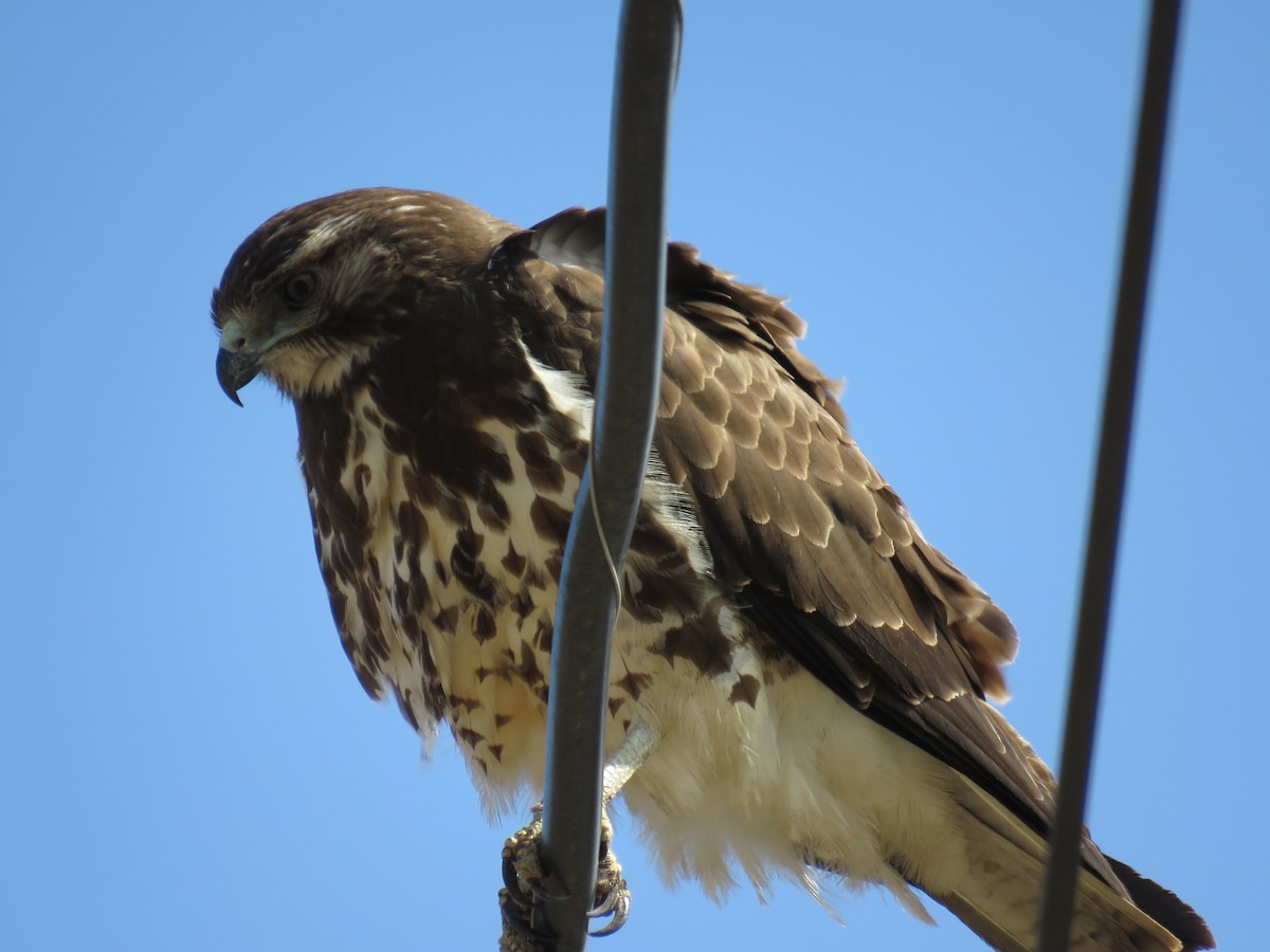 Swainson's Hawk - ML306259221