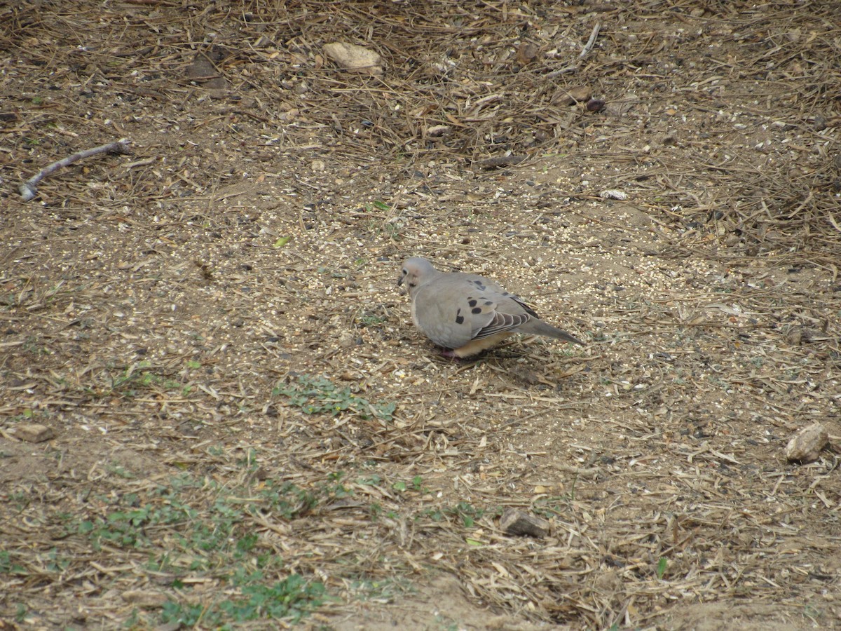 Mourning Dove - Andrew Orgill