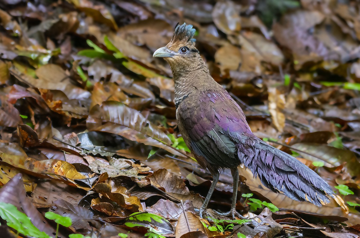 Rufous-vented Ground-Cuckoo - ML306261261