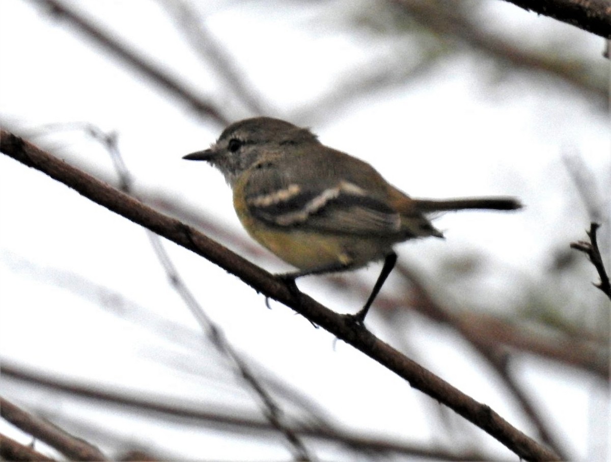 Slender-billed Tyrannulet - ML306264101