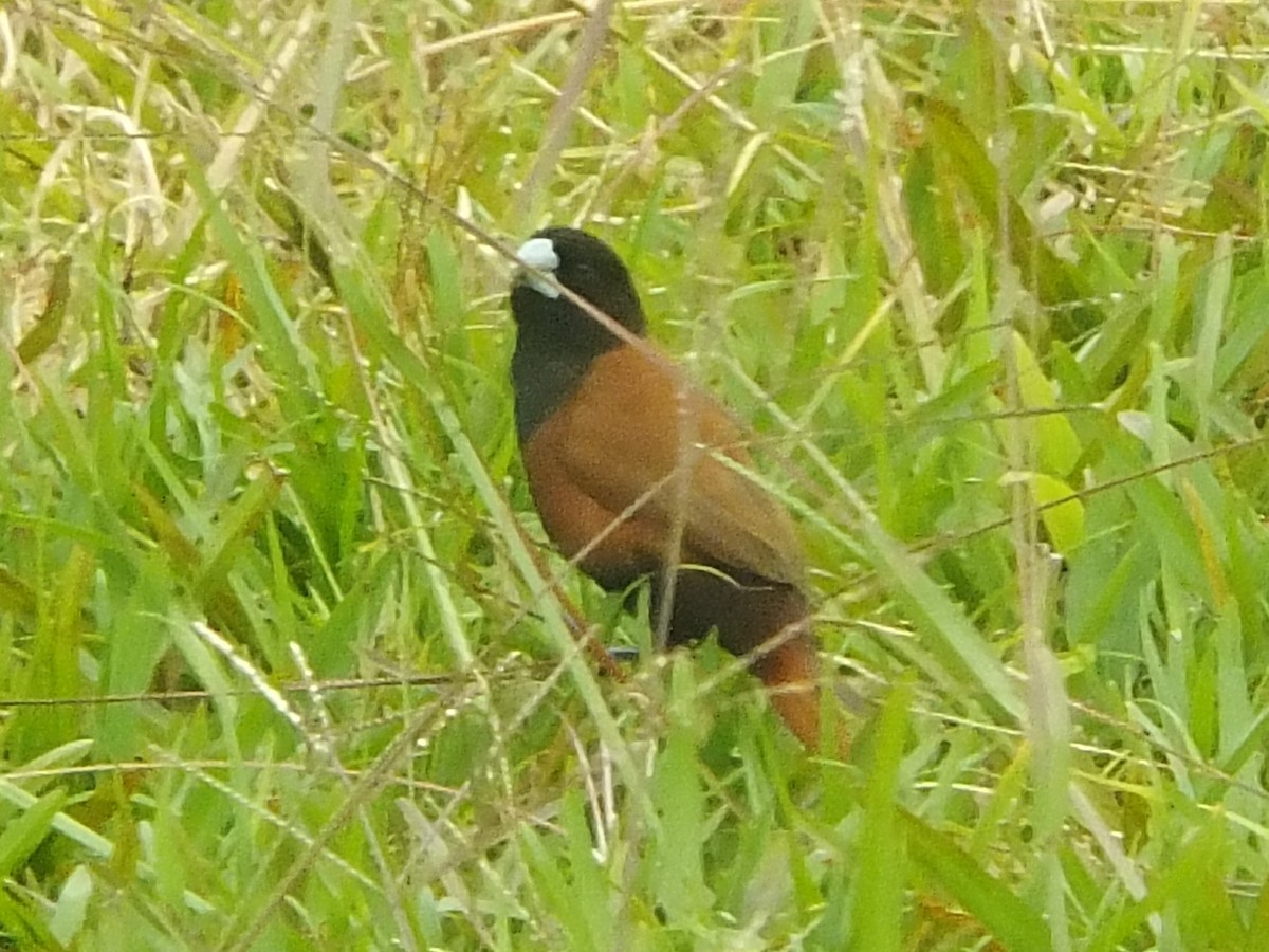 Chestnut Munia - ML306264231