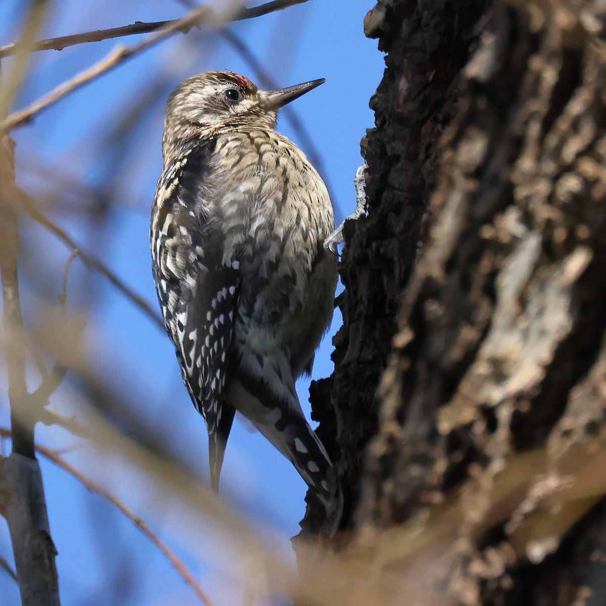 Yellow-bellied Sapsucker - ML306266531