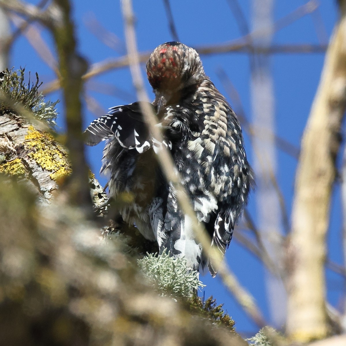 Yellow-bellied Sapsucker - ML306266551
