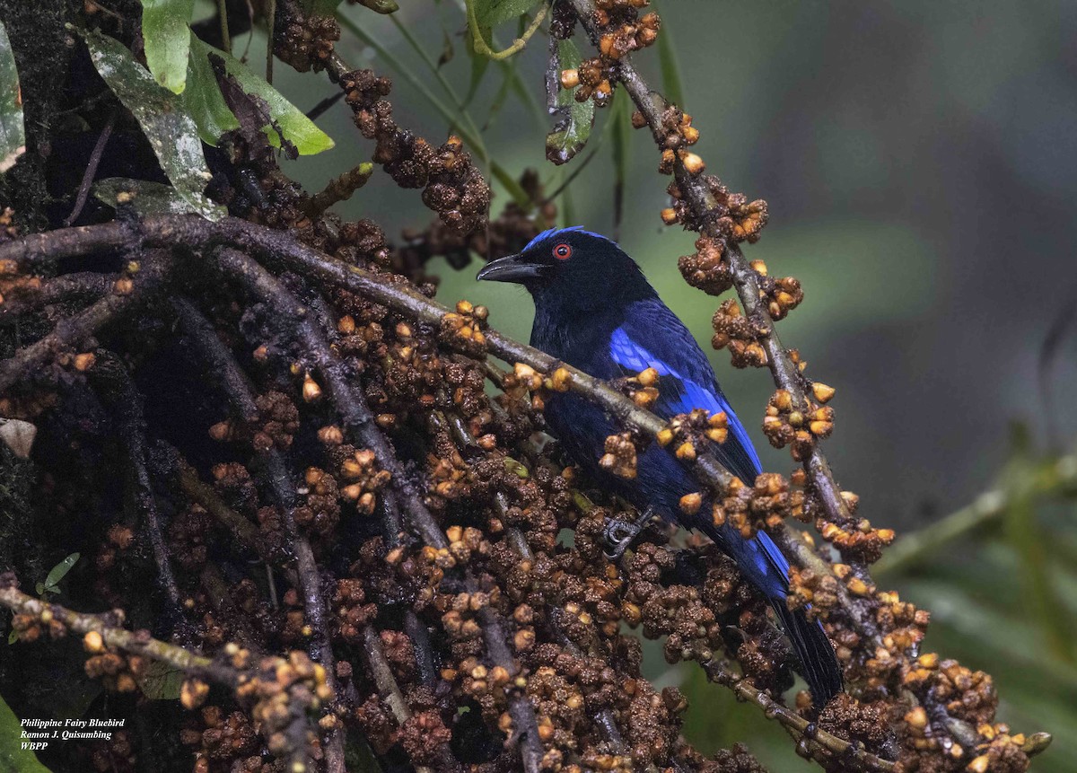 Philippine Fairy-bluebird - Ramon Quisumbing