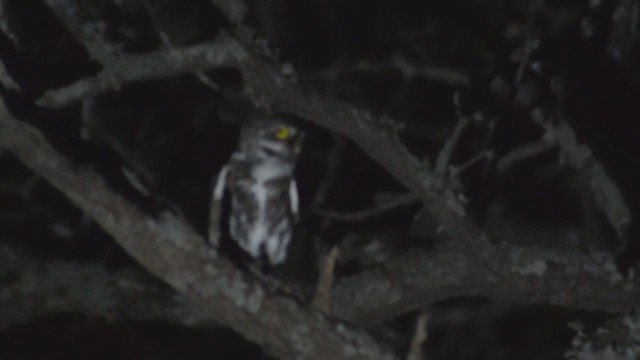 Austral Pygmy-Owl - ML306269861