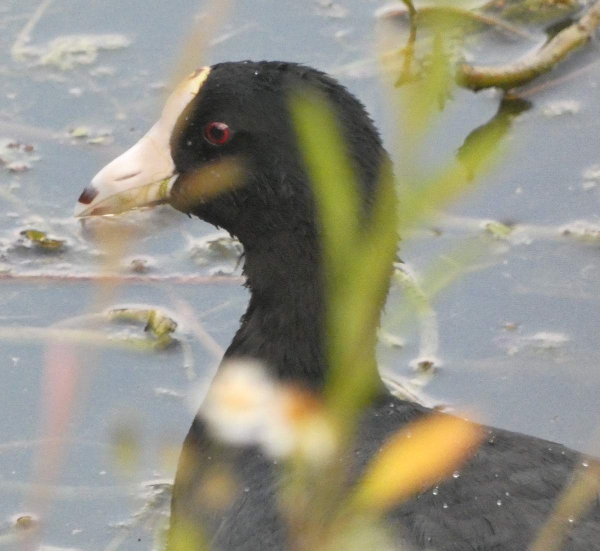 American Coot - ML306271001