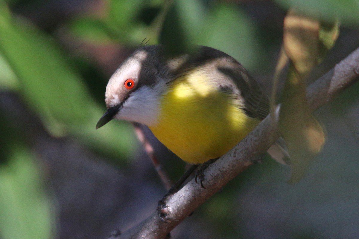 White-throated Gerygone - ML30627261