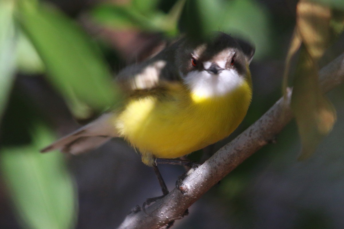 White-throated Gerygone - ML30627271