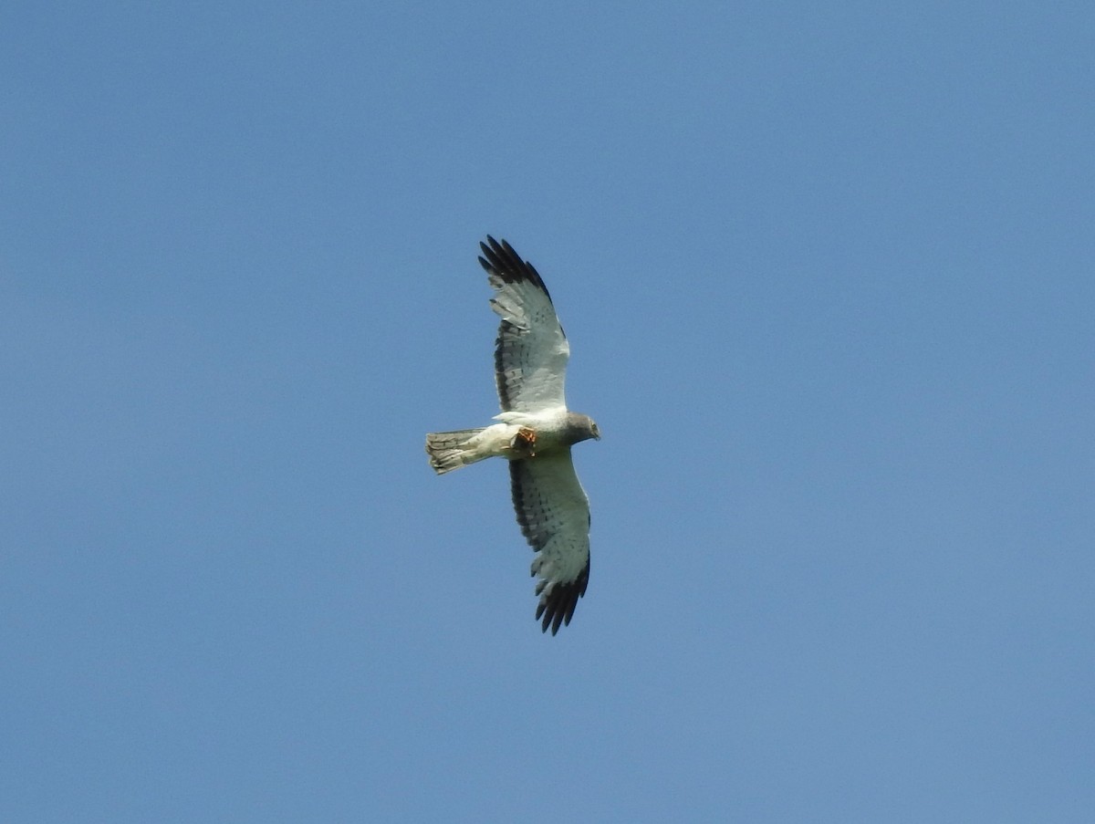 Northern Harrier - ML30627321