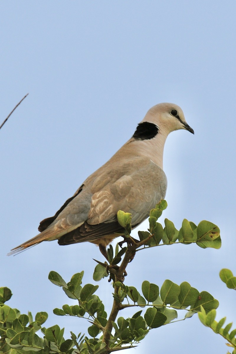 Ring-necked Dove - stacy fong