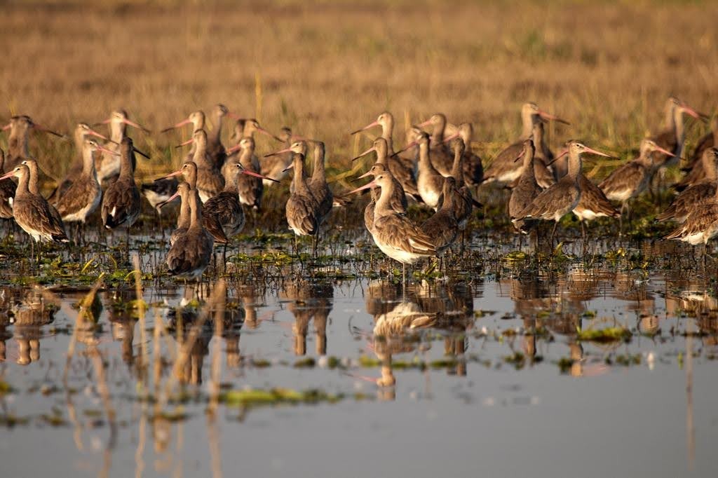 Black-tailed Godwit - ML306275381