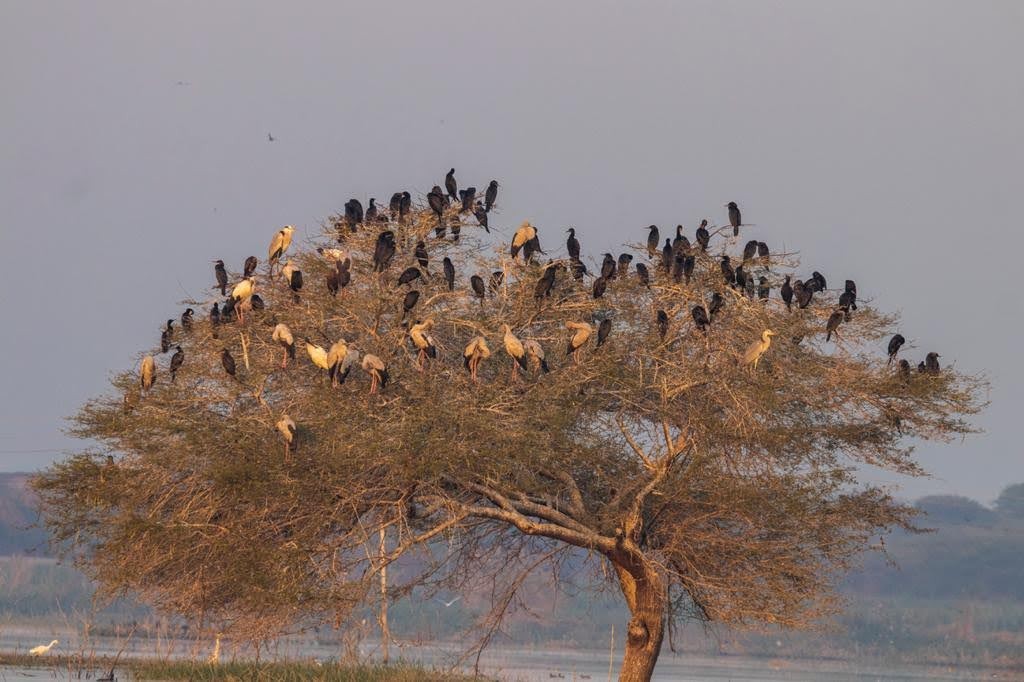 Asian Openbill - ML306275431