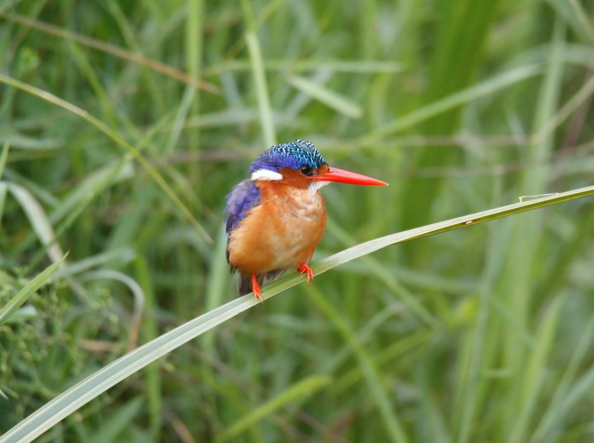 Malachite Kingfisher - Craig McQueen