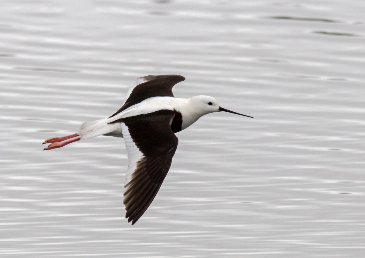 Banded Stilt - Andrew Allen