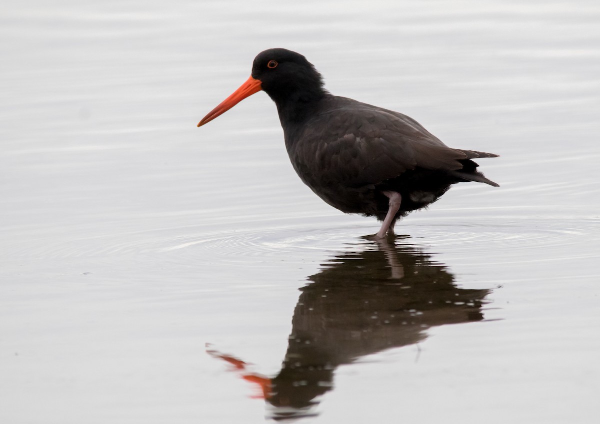 Sooty Oystercatcher - ML30627691