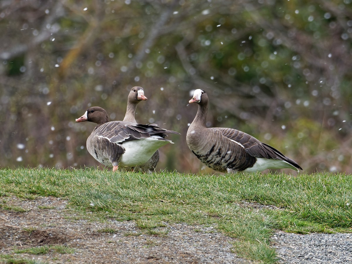 Greater White-fronted Goose - Gordon Hart