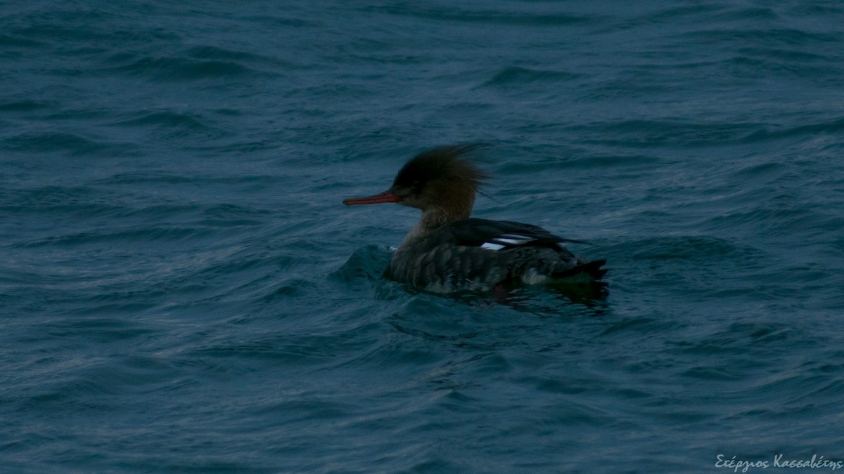 Red-breasted Merganser - ML306277641