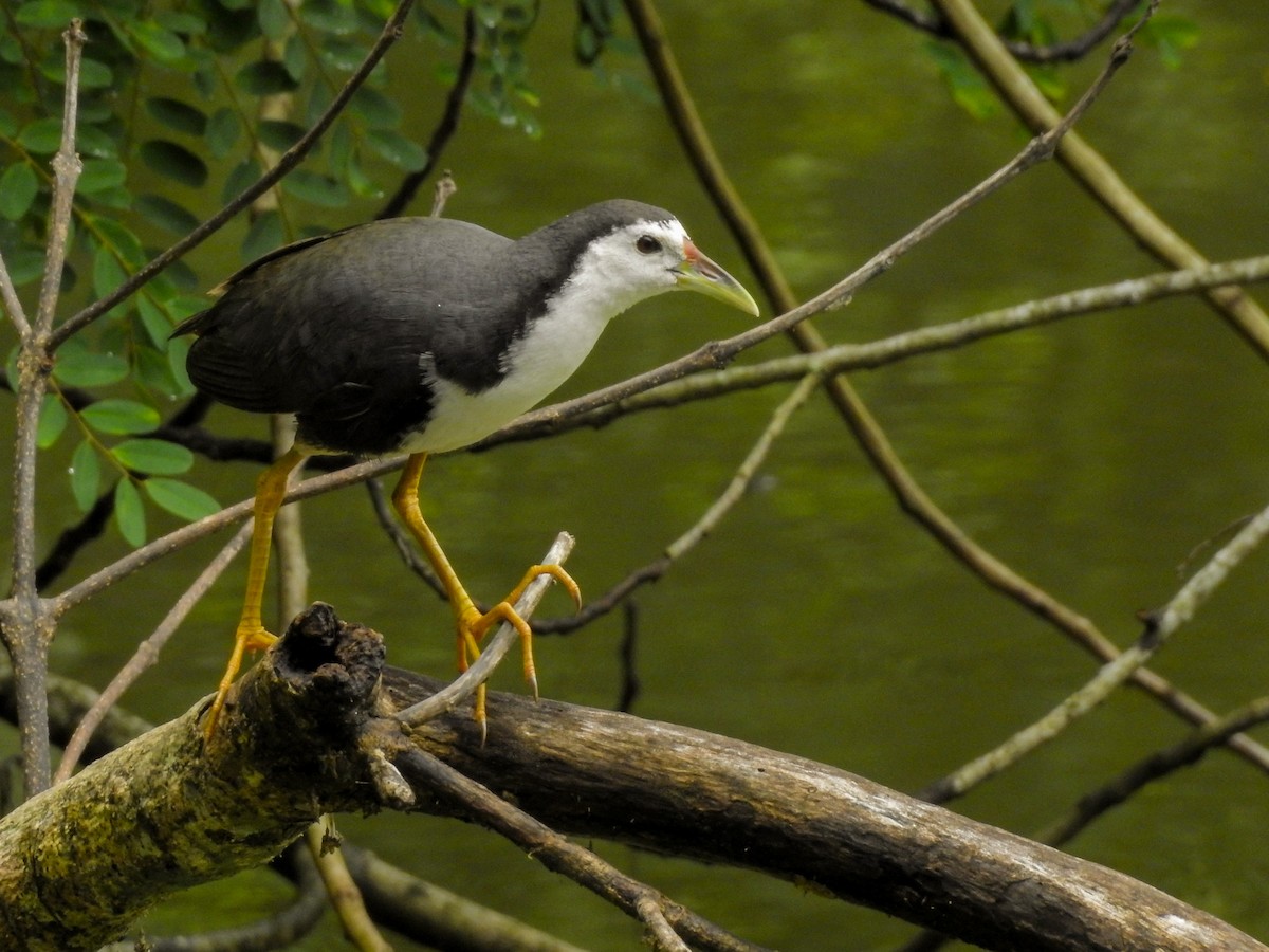 White-breasted Waterhen - ML306277651