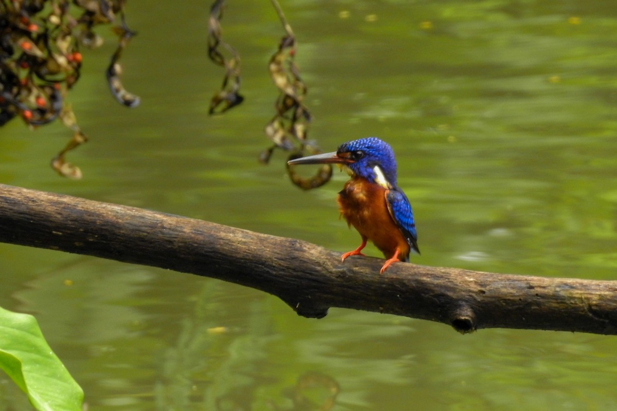 Blue-eared Kingfisher - ML306277681