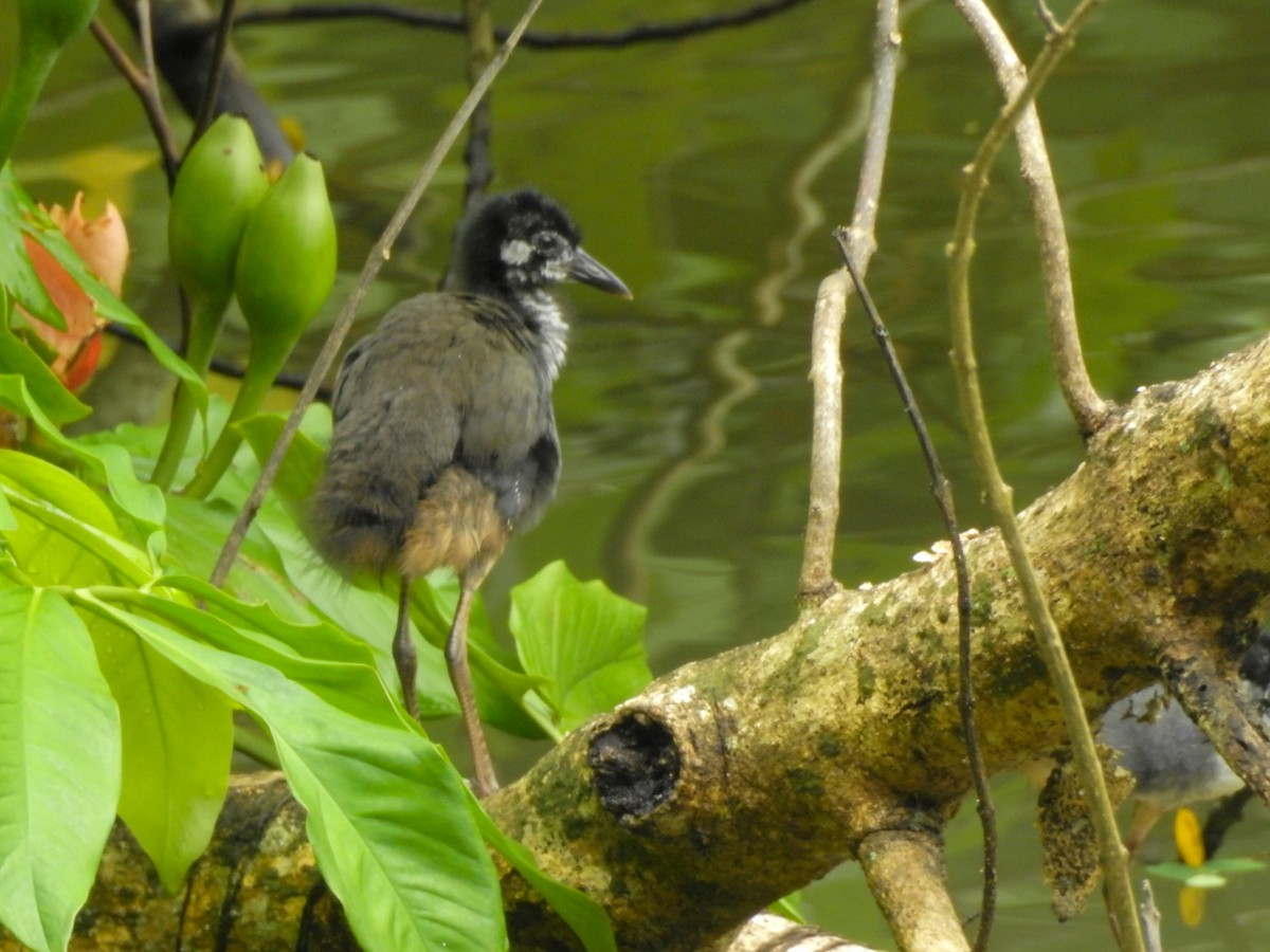 White-breasted Waterhen - ML306277691