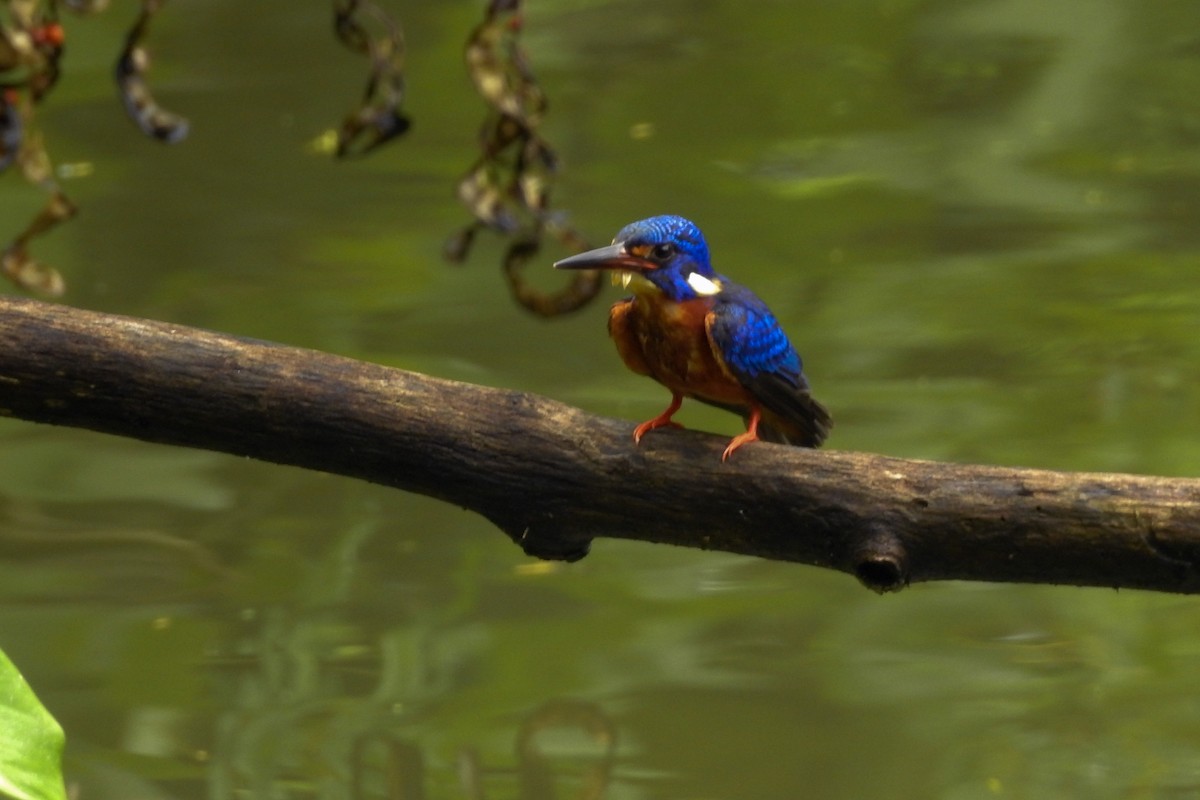 Blue-eared Kingfisher - ML306277701