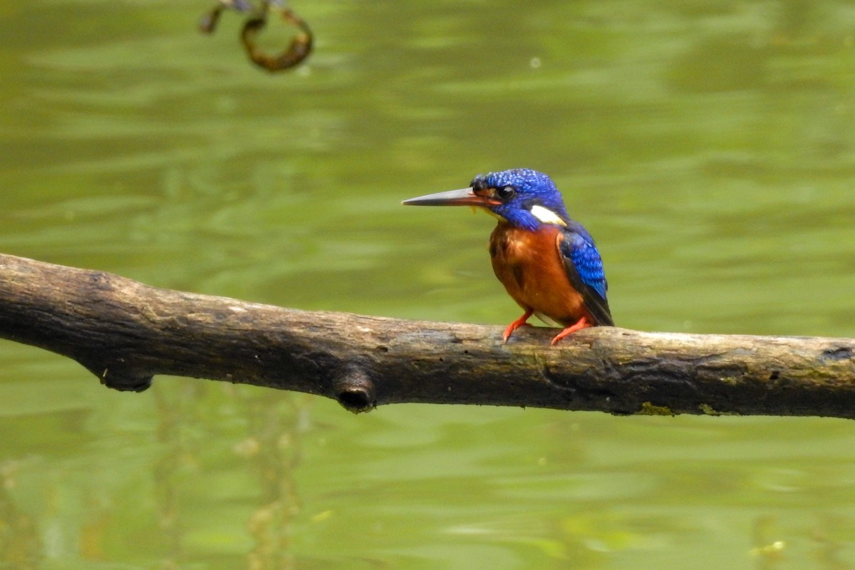 Blue-eared Kingfisher - ML306277721