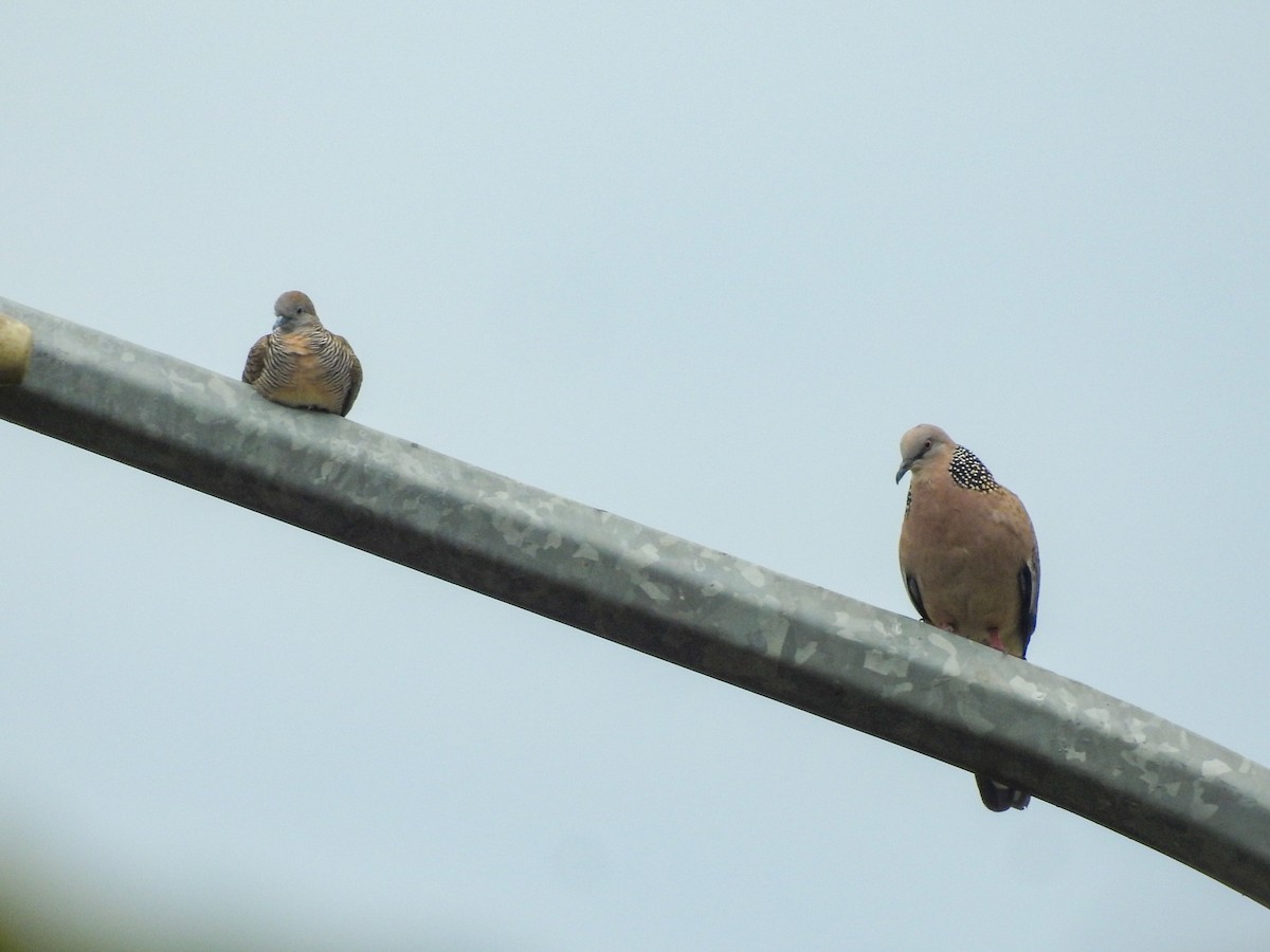 珠頸斑鳩 - ML306278021