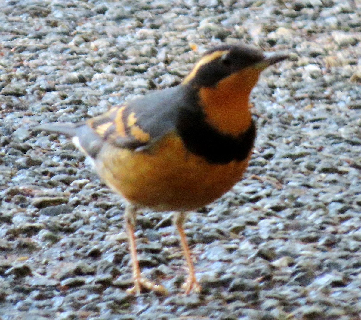 Varied Thrush - Dick Porter