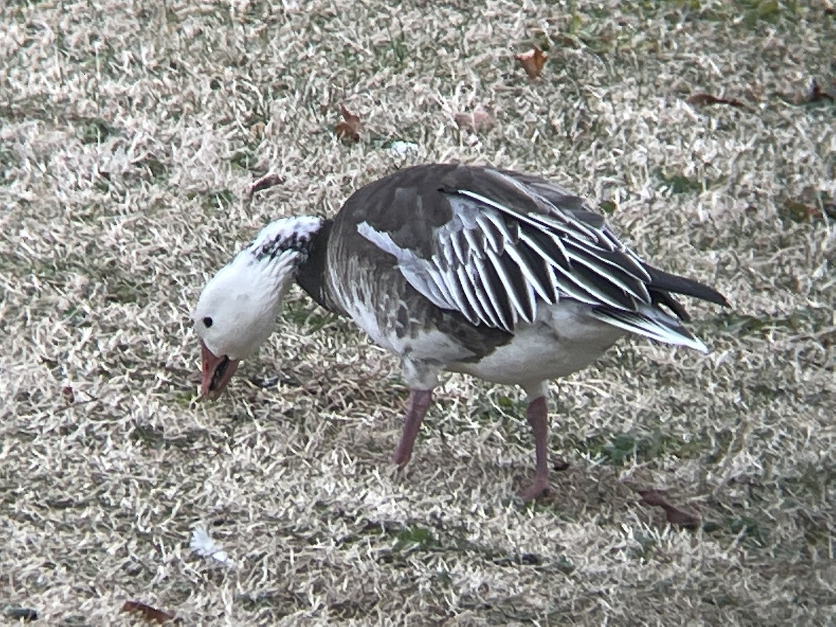 Snow Goose - ML306281551