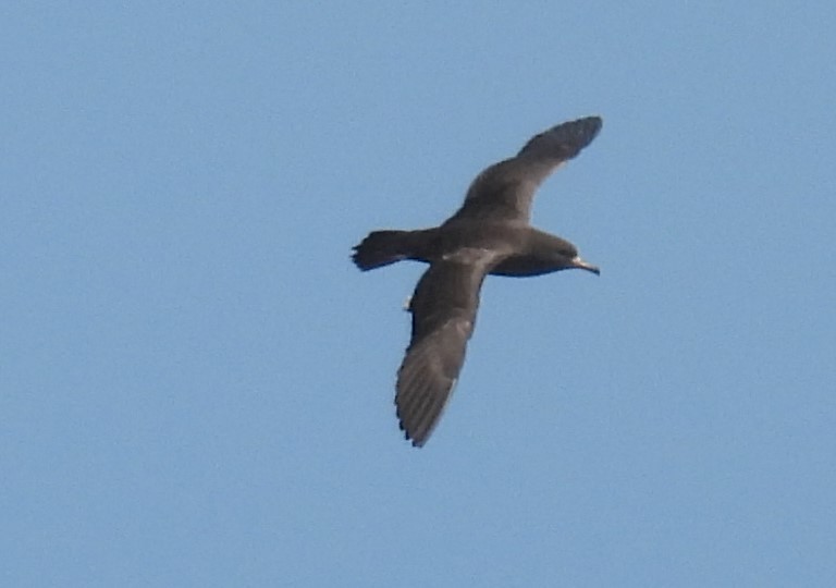 Flesh-footed Shearwater - ML306282901