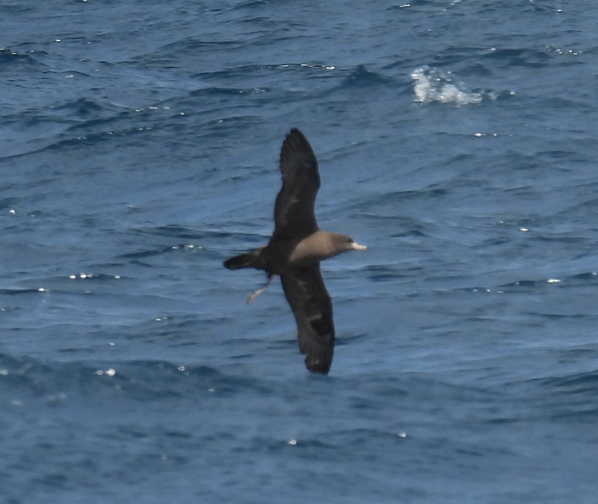 Flesh-footed Shearwater - ML306282911