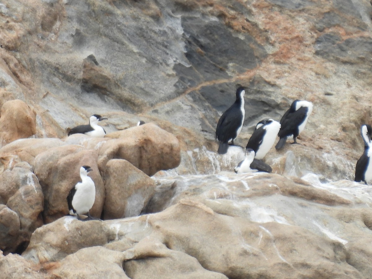 Black-faced Cormorant - ML306282931